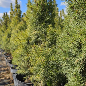 Picea glauca 'Conica' świerk biały 'Conica'