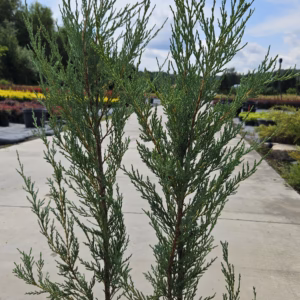 Juniperus scopulorum 'Blue Arrow' jałowiec skalny 'Blue Arrow'