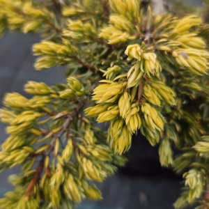 Juniperus communis 'Goldschatz' jałowiec pospolity 'Goldschatz'