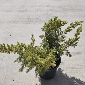 Juniperus squamata 'Hunnetorp’ jałowiec łuskowy 'Hunnetorp’