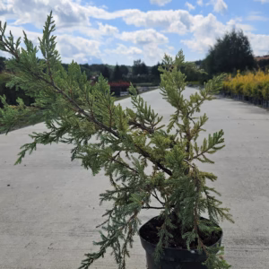 Juniperus squamata 'Holger' jałowiec łuskowy 'Holger'
