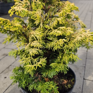 Chamaecyparis obtusa 'Rashahiba' (Lycopodioides) Cyprysik tępołuskowy 'Rashahiba'