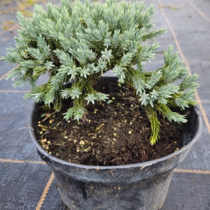Juniperus squamata 'Blue Star' jałowiec łuskowy 'Blue Star'