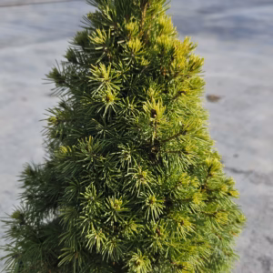 Picea glauca 'Rainbow's End' świerk biały 'Rainbow's End'