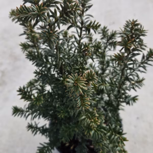 Taxus baccata 'Anna' PBR cis pospolity 'Anna'