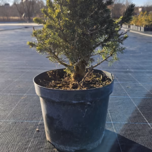 Picea abies 'Tompa’ świerk pospolity 'Tompa’