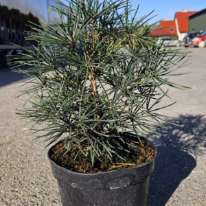 Sciadopitys verticillata sośnica japońska