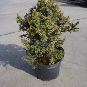 Picea omorika 'Karel' świerk serbski 'Karel'