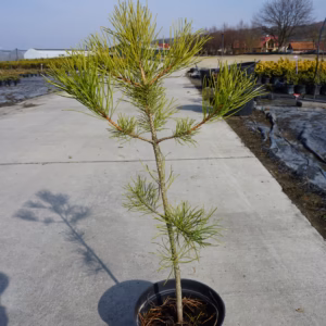 Pinus nigra sosna czarna