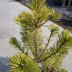 Pinus uncinata sosna hakowata