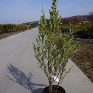 Juniperus scopulorum 'Moonglow' jałowiec skalny 'Moonglow'