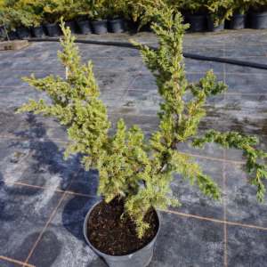 Juniperus squamata 'Blue Swede' jałowiec łuskowy 'Blue Swede'