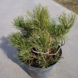 Pinus mugo var. pumilio sosna kosodrzewina odm. pumilio