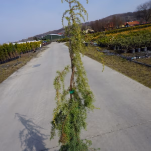 Juniperus communis 'Wilseder Berg' jałowiec pospolity 'Wilseder Berg' forma prowadzona