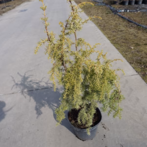 Juniperus communis 'Wilseder Berg' jałowiec pospolity 'Wilseder Berg'