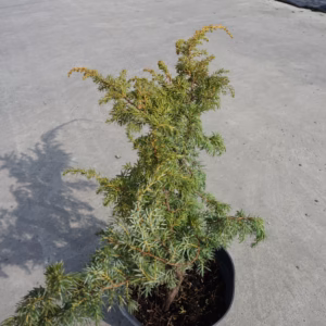 Juniperus communis 'Depressa Aurea' Jałowiec pospolity 'Depressa Aurea'