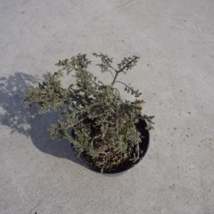 Juniperus communis 'Repanda' jałowiec pospolity 'Repanda'