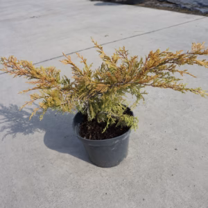 Juniperus x pfitzeriana 'Aurea' jałowiec Pfitzera 'Aurea'
