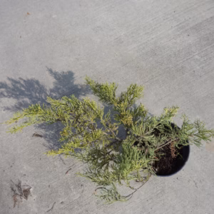 Juniperus x pfitzeriana 'Nana' jałowiec Pfitzera 'Nana'