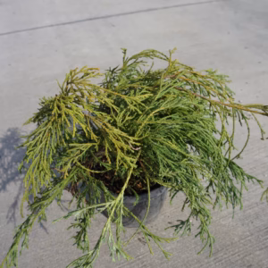 Chamaecyparis pisifera 'Sungold' Cyprysik groszkowy 'Sungold'