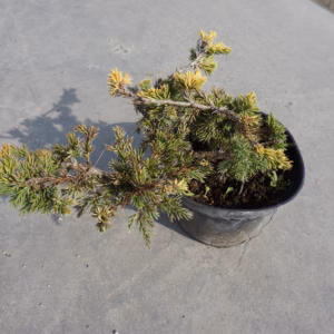 Juniperus procumbens 'Kishiogima' jałaowiec rozesłany 'Kishiogima'
