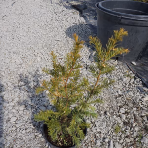 Taxus ×media 'Groenland' cis pośredni 'Groenland'