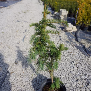 Taxus baccata ‘Dovastoniana’ cis pospolity ‘Dovastoniana’
