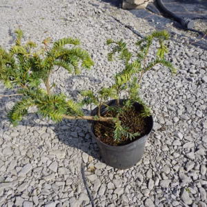 Taxus baccata 'Repandens' cis pospolity 'Repandens'