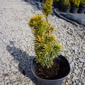 Taxus baccata 'David' cis pospolity 'David'