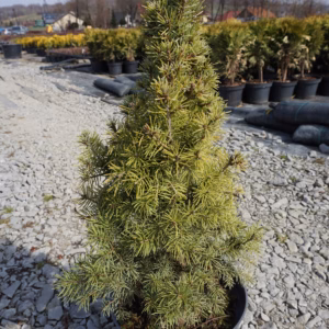 Picea glauca 'Sander's Blue' świerk biały 'Sander's Blue'