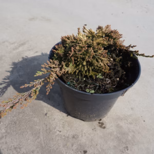 Juniperus horizontalis 'Golden Carpet' jałowiec płożący 'Golden Carpet'