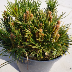 Pinus mugo var. pumilio sosna kosodrzewina odm. pumilio