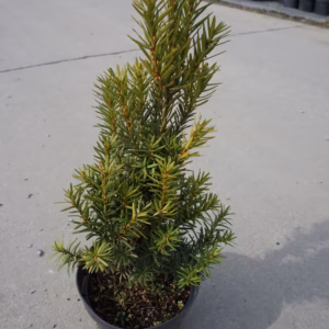 Taxus ×media 'Hicksii' cis pośredni 'Hicksii'