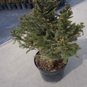 Picea abies 'Ohlendorffii' świerk pospolity 'Ohlendorffii'