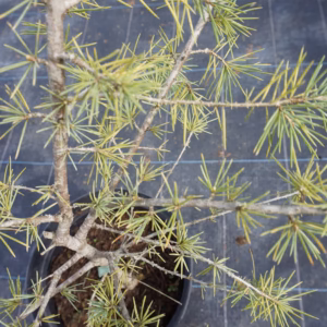 Pseudotsuga menziesii daglezja zielona