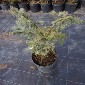 Picea pungens 'Glauca Arizona'/'Kaibab' świerk kłujący 'Glauca Arizona/'Kaibab'