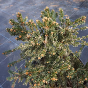 Picea abies 'Ohlendorffii' świerk pospolity 'Ohlendorffii'