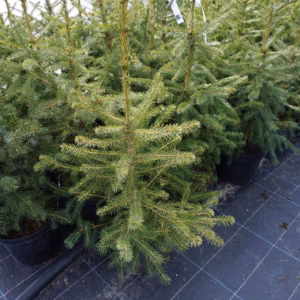 Picea omorika świerk serbski