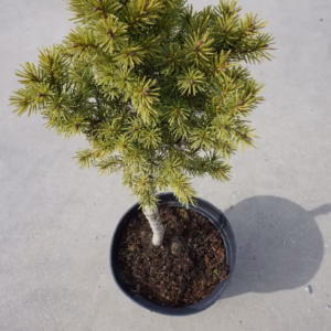 Picea glauca 'Conica' świerk biały 'Conica' bonsai