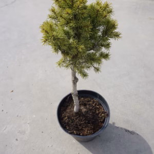 Picea glauca 'Conica’ świerk biały 'Conica’ bonsai