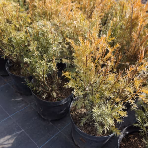 Taxus ×media 'Groenland’ cis pośredni 'Groenland’