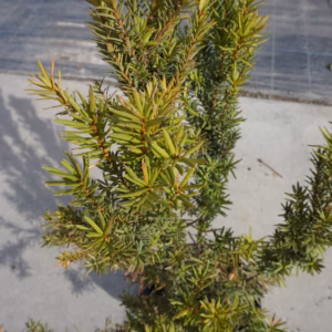 Taxus ×media 'Hicksii’ cis pośredni 'Hicksii’