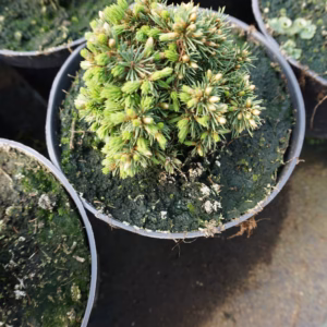 Picea glauca 'Alberta Globe' świerk biały 'Alberta Globe'