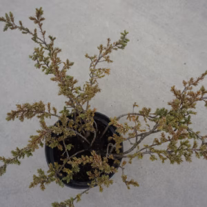 Juniperus communis 'Zeal' jałowiec pospolity 'Zeal'