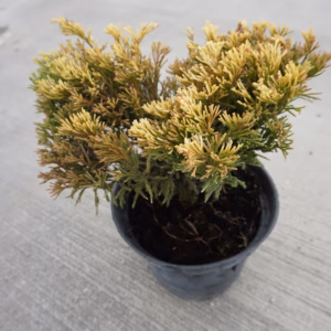 Juniperus horizontalis 'Limeglow' jałowiec płożący 'Limeglow'