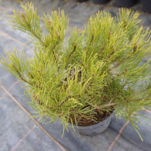 Pinus mugo var. mughus sosna górksa odm. mughus