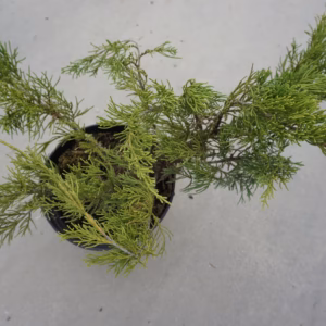 Juniperus x pfitzeriana 'Mint Julep'  jałowiec Pfitzera 'Mint Julep'
