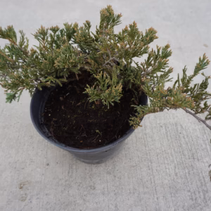 Juniperus horizontalis 'Turquoise Spreader' jałowiec płożący 'Turquoise Spreader'