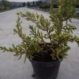 Juniperus squamata 'Dream Joy' jałowiec łuskowy 'Dream Joy'