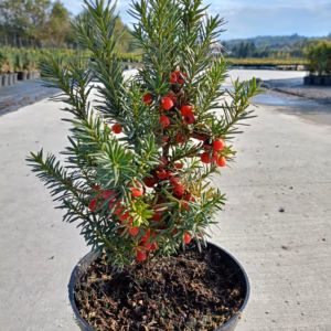 Taxus ×media 'Hicksii’ cis pośredni 'Hicksii’